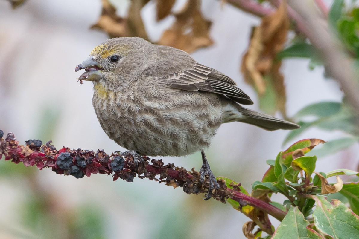 House Finch - ML309437871