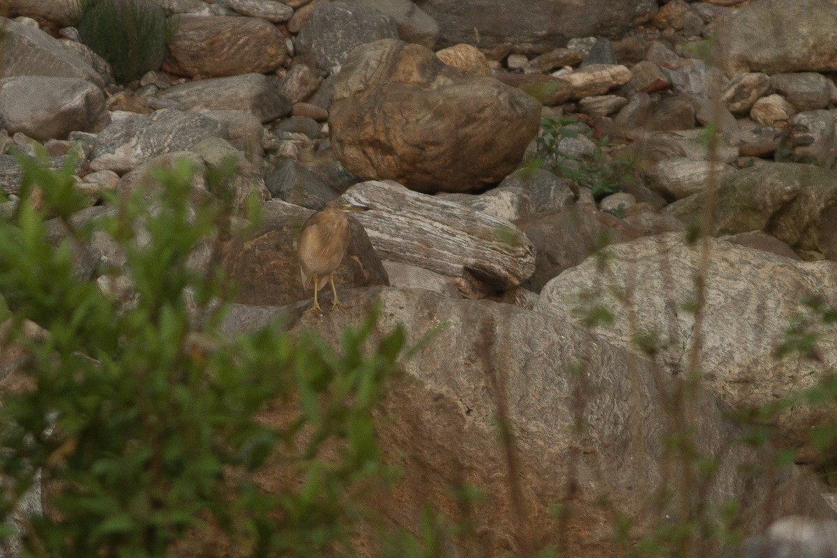 Indian Pond-Heron - ML309437881