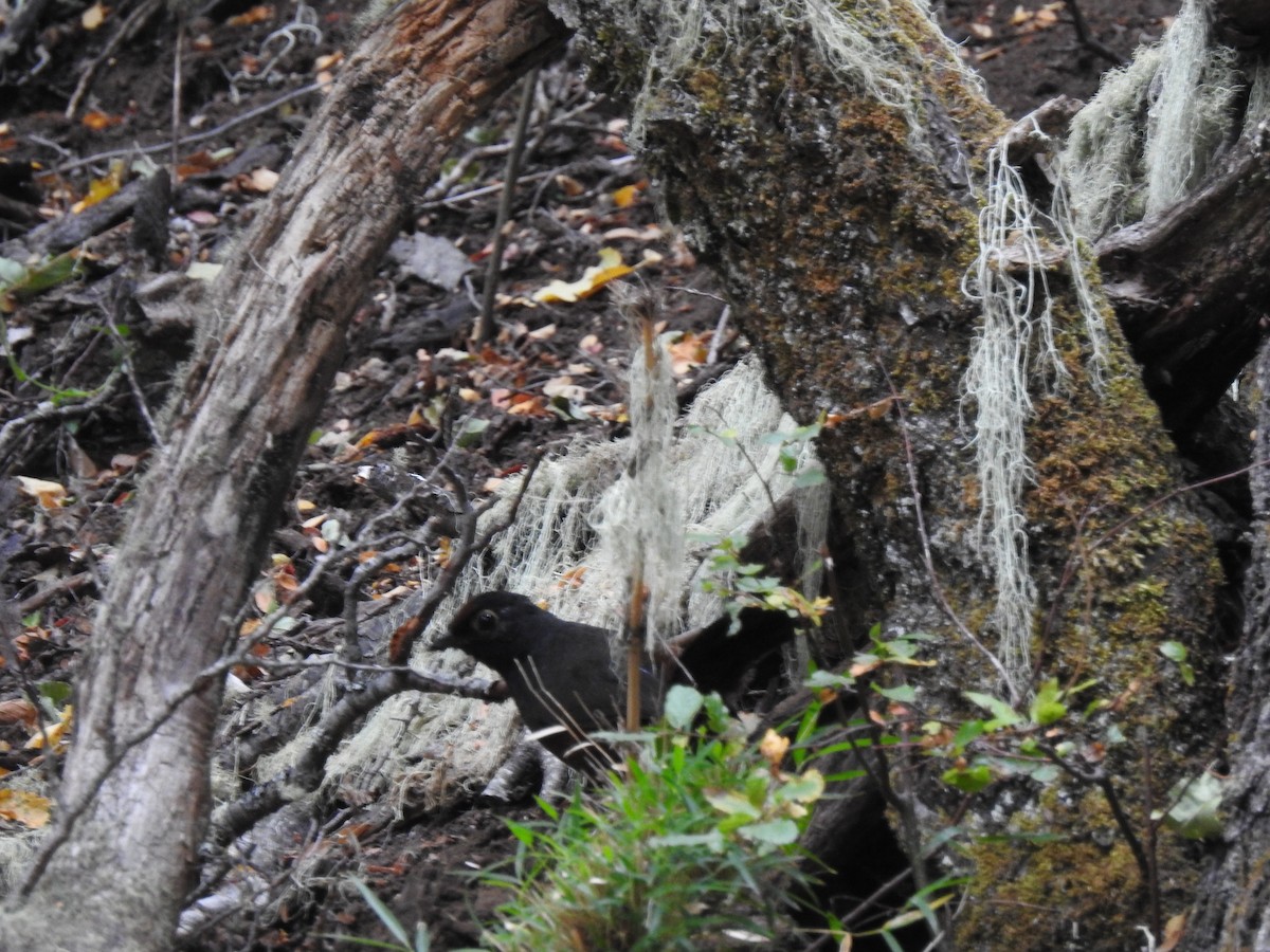 Schwarzkehltapaculo - ML309438871