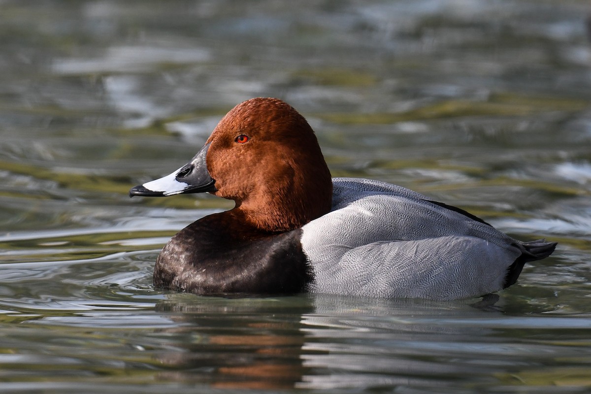 Common Pochard - ML309439031