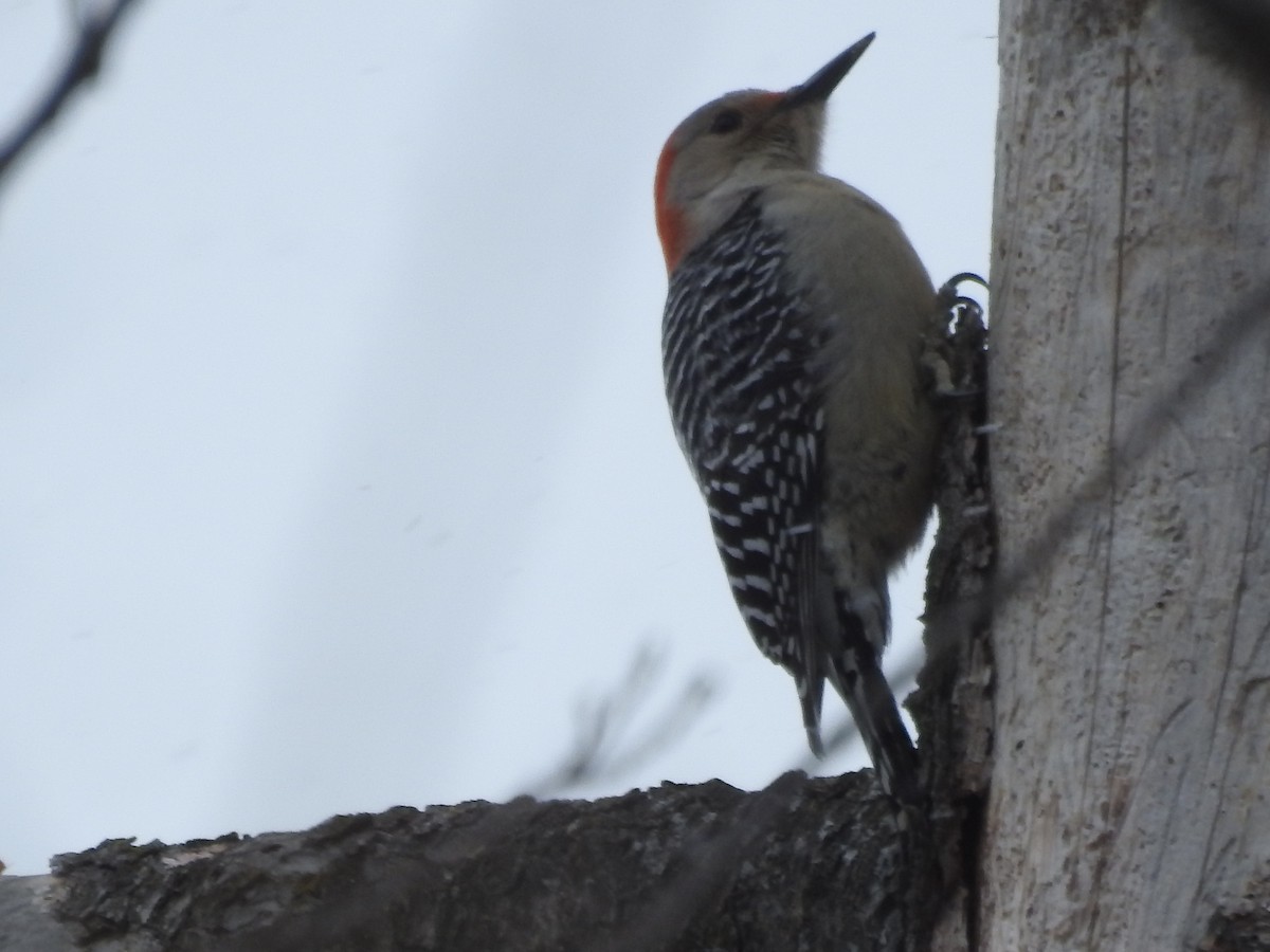 Red-bellied Woodpecker - ML309439411