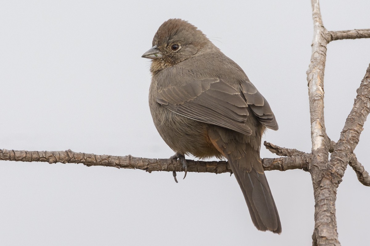 Canyon Towhee - ML309440361