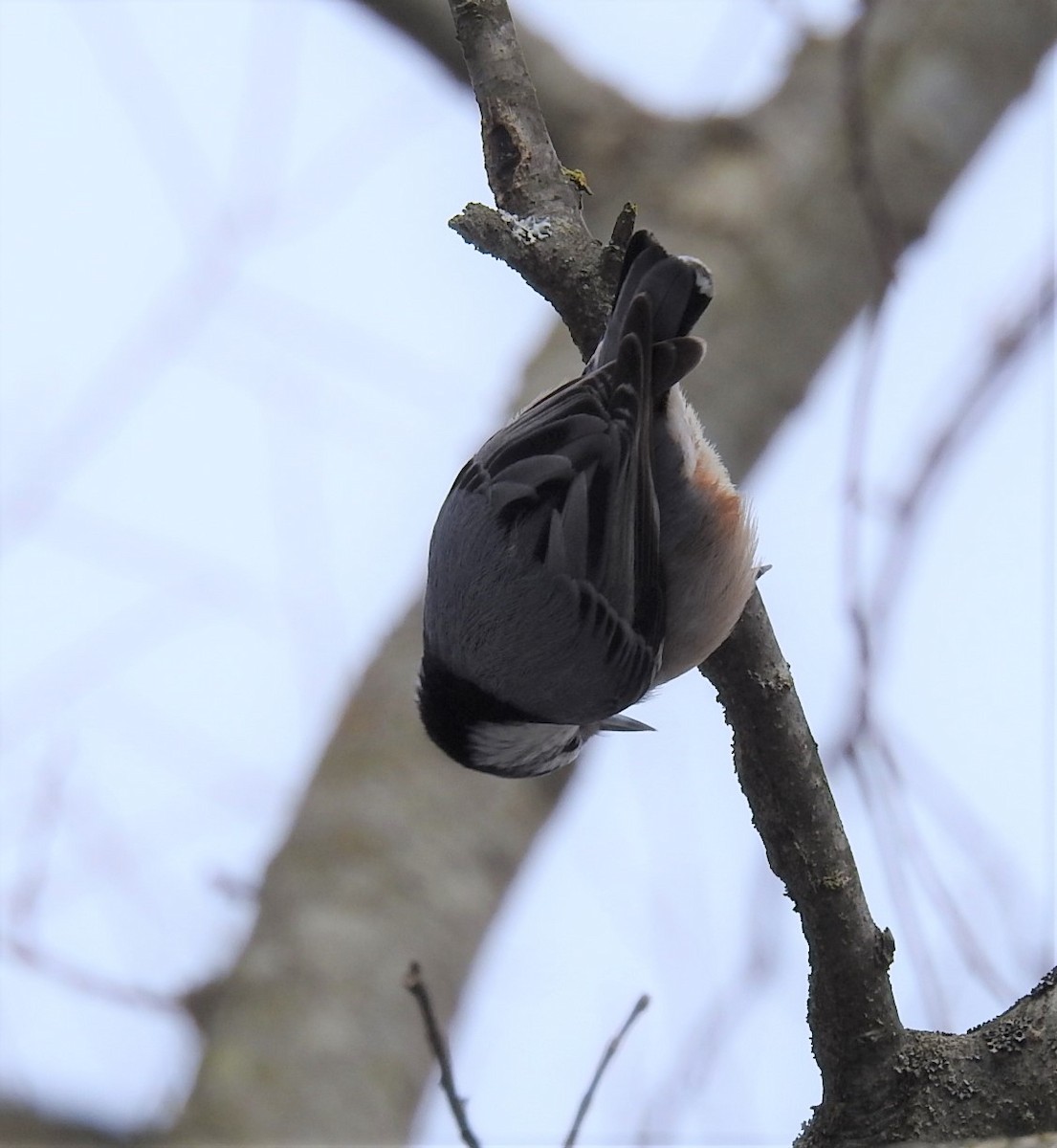 White-breasted Nuthatch - ML309441181