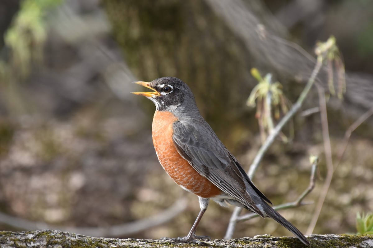 Merle d'Amérique - ML309441251