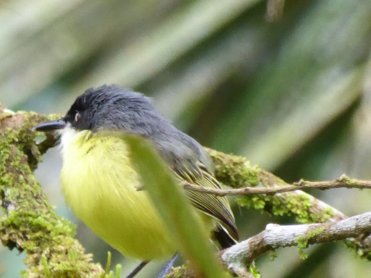 Common Tody-Flycatcher - ML309443371