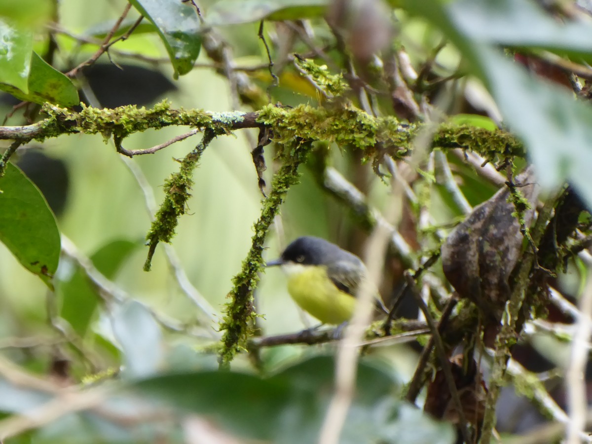 Common Tody-Flycatcher - ML309443411