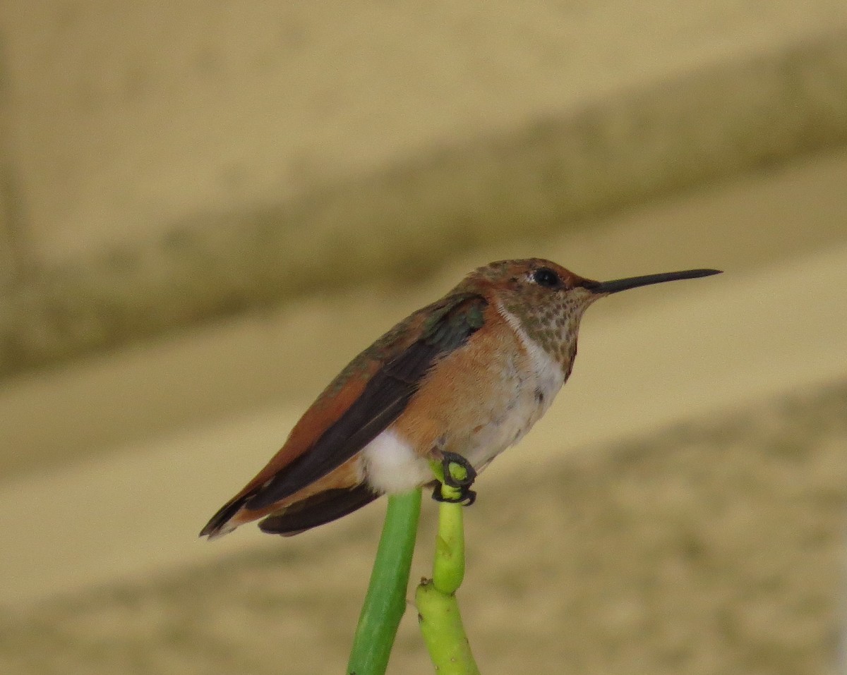 Allen's Hummingbird - ML30944501