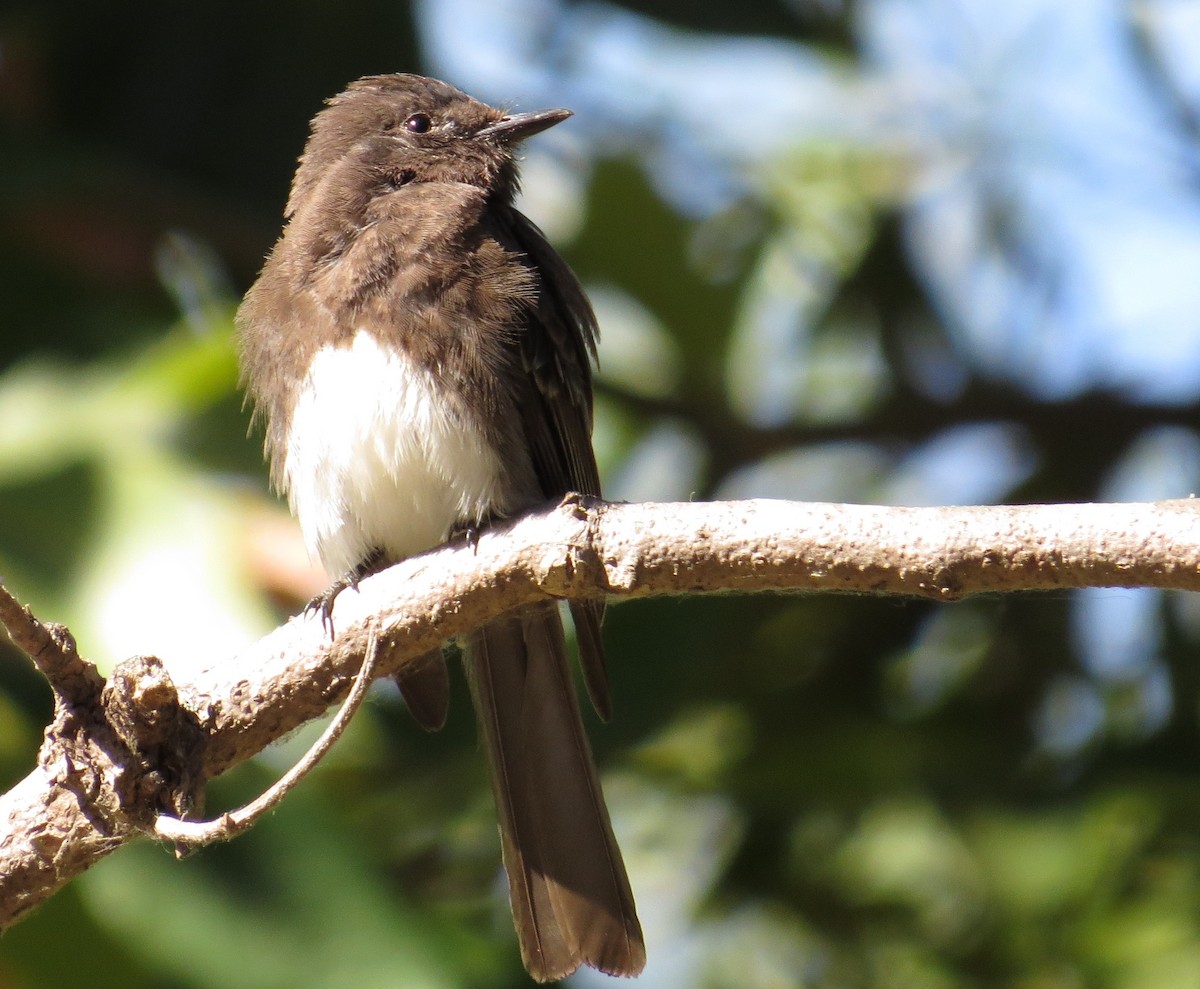 Black Phoebe - ML30944511