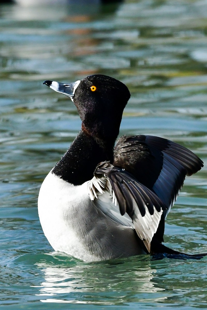 Ring-necked Duck - Denis Neukomm