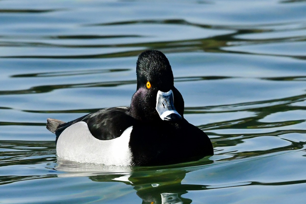 Ring-necked Duck - ML309447101