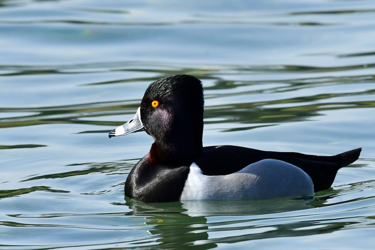 Ring-necked Duck - ML309447111