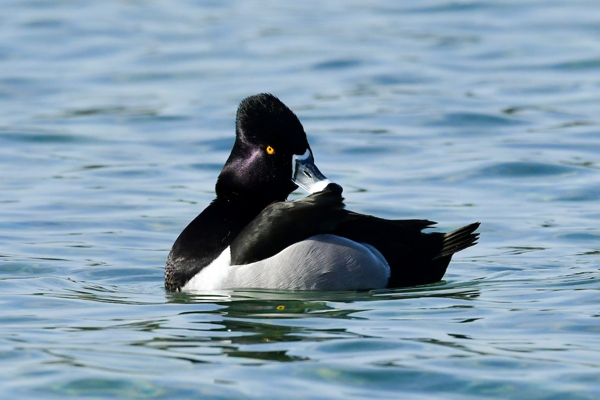 Ring-necked Duck - ML309447171