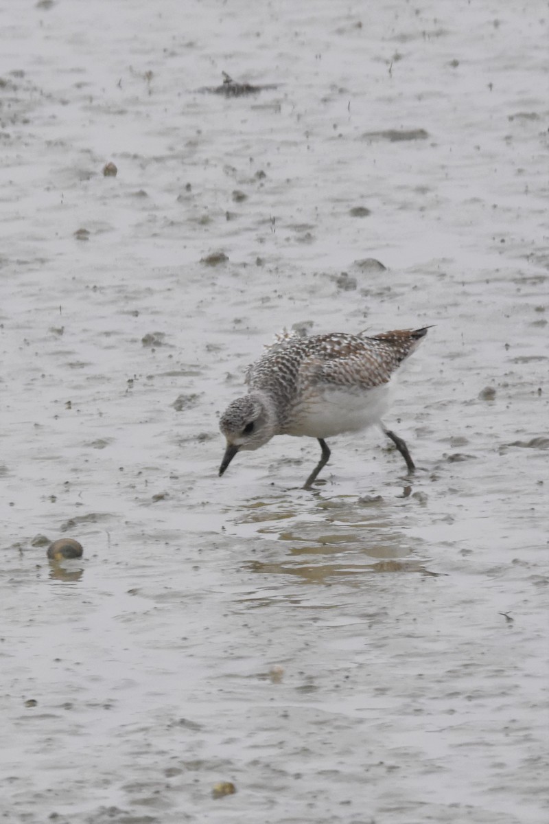 Black-bellied Plover - Jens De Bruycker