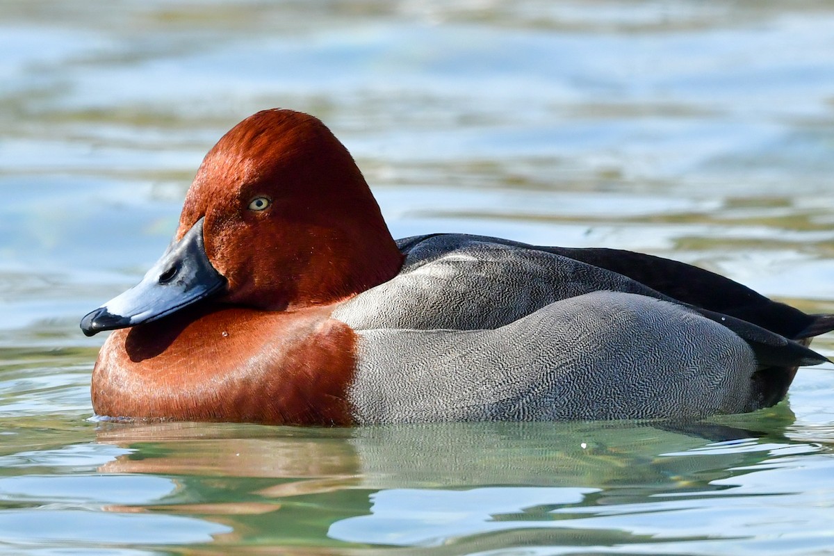 Улаан хүзүүт x Ундар шумбуур (эрлийз) - ML309447501