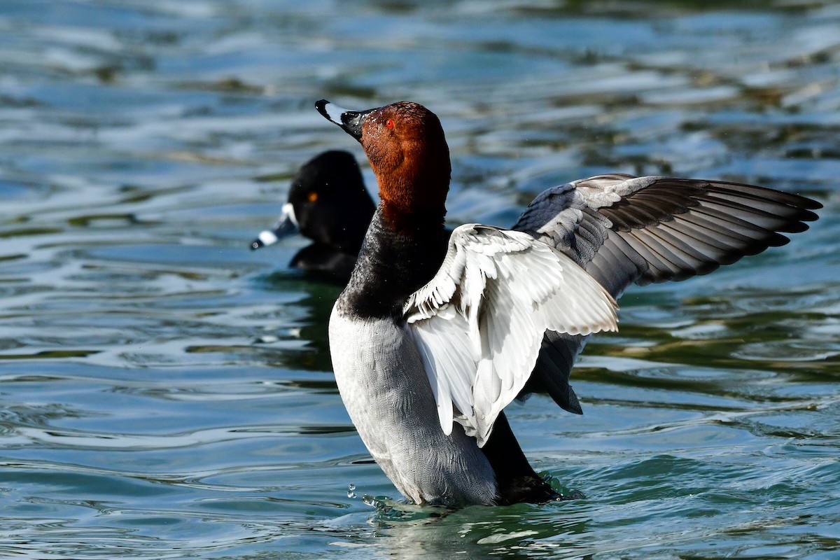 Улаан хүзүүт шумбуур - ML309447791