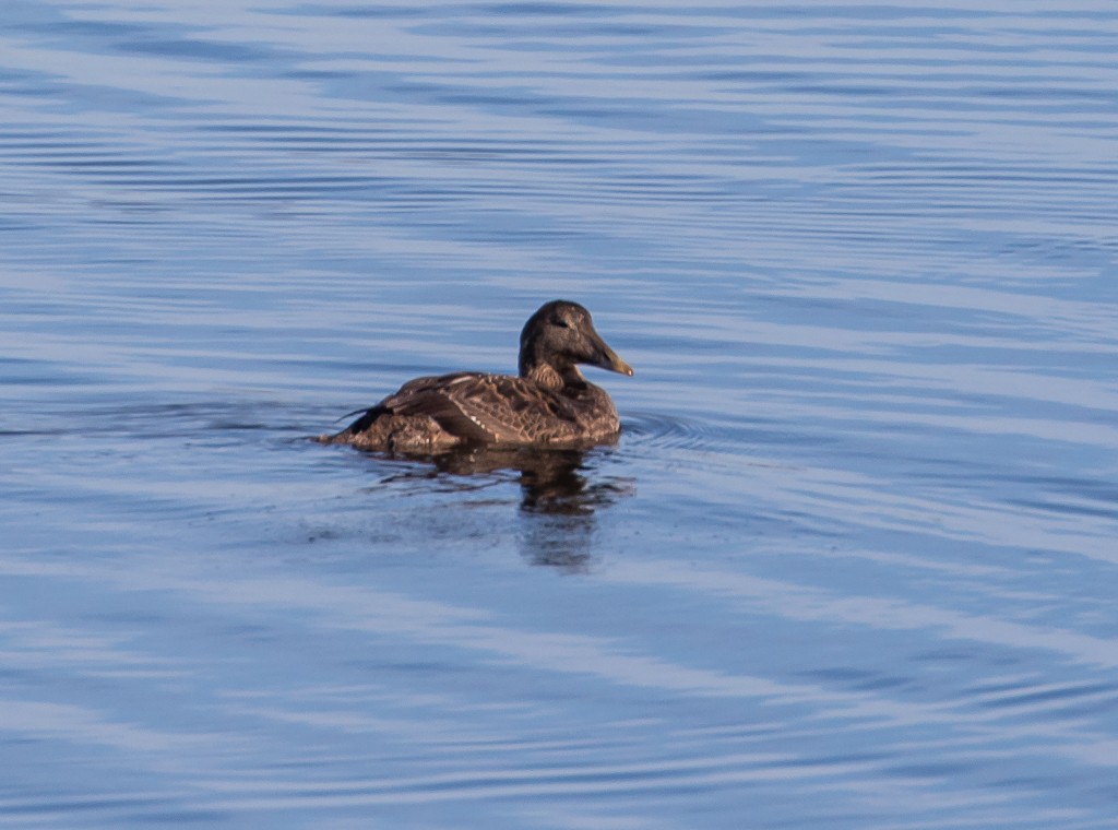 Common Eider - ML309447991