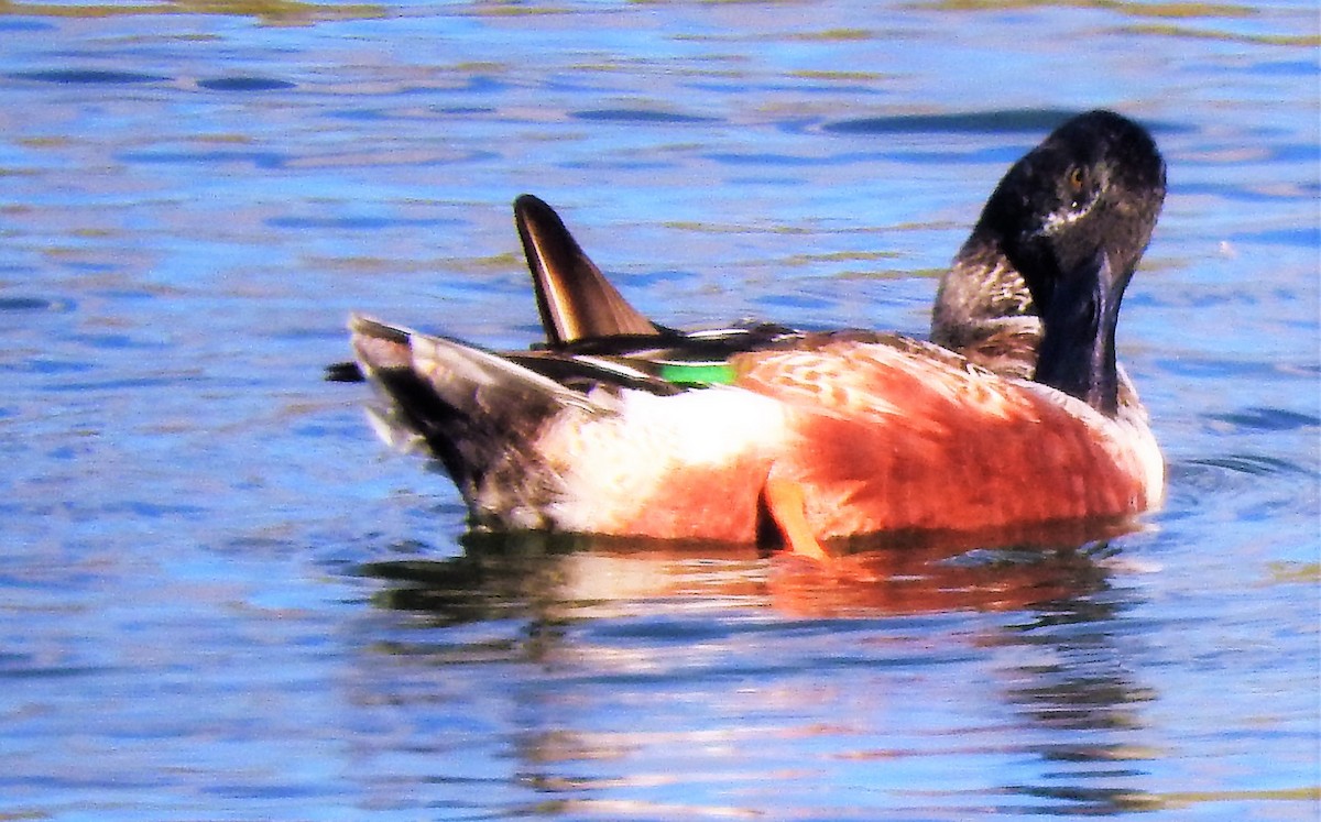 Northern Shoveler - ML309448621