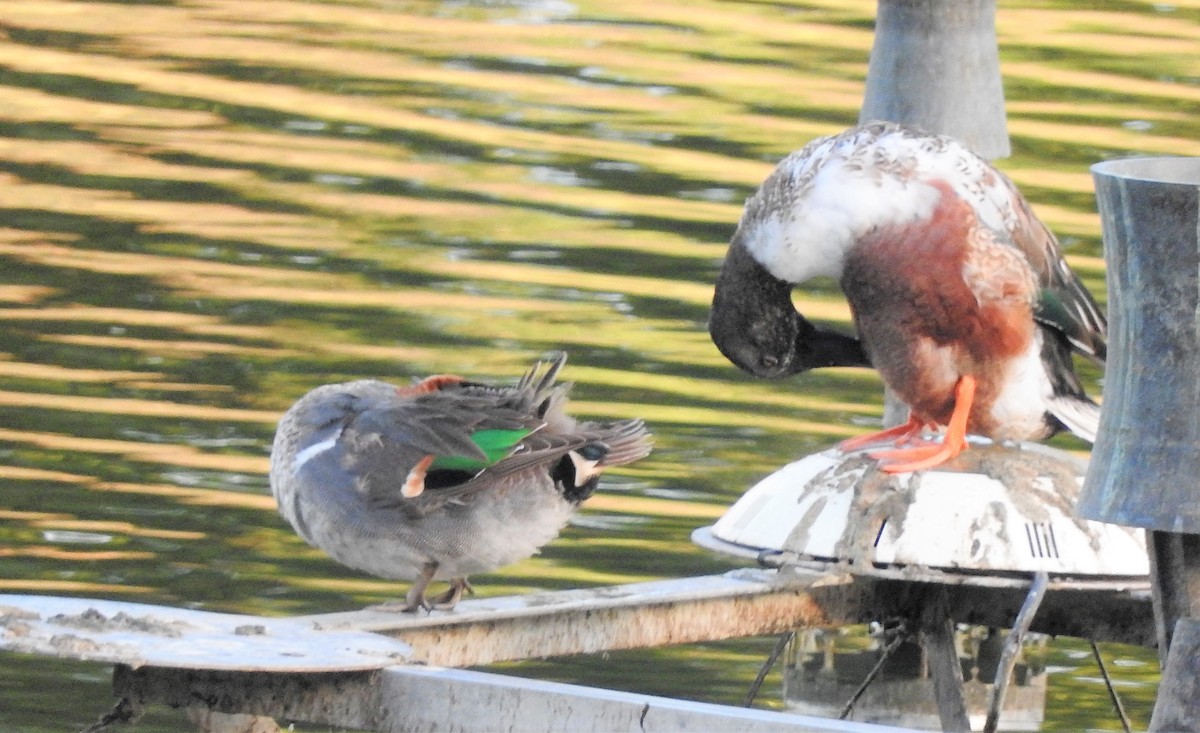 Northern Shoveler - ML309448661