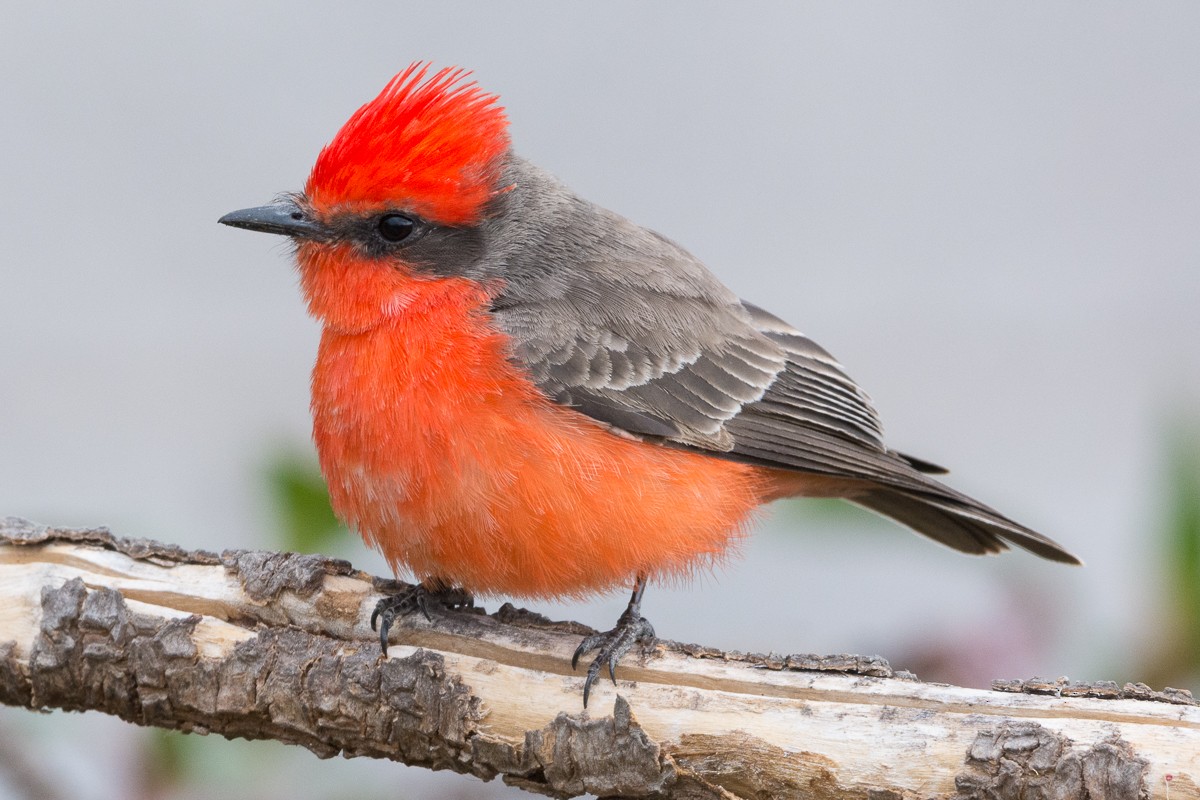 Vermilion Flycatcher - ML309449101