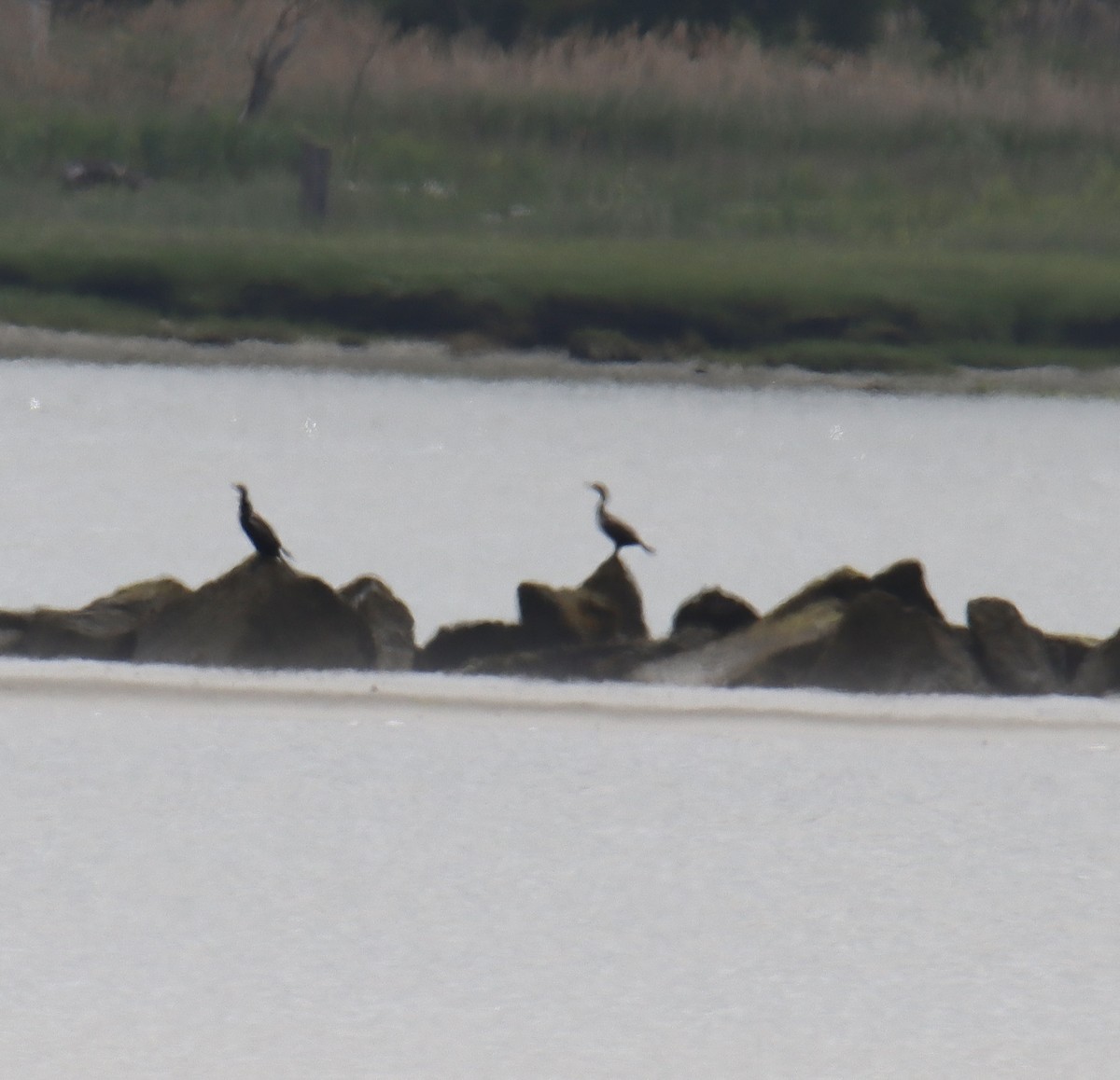 Double-crested Cormorant - ML309450291