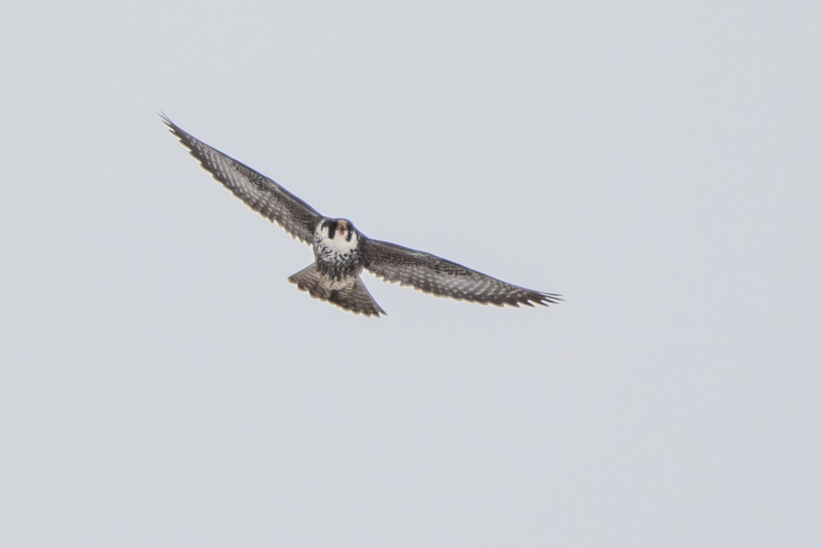 Эгэл шонхор - ML309450331