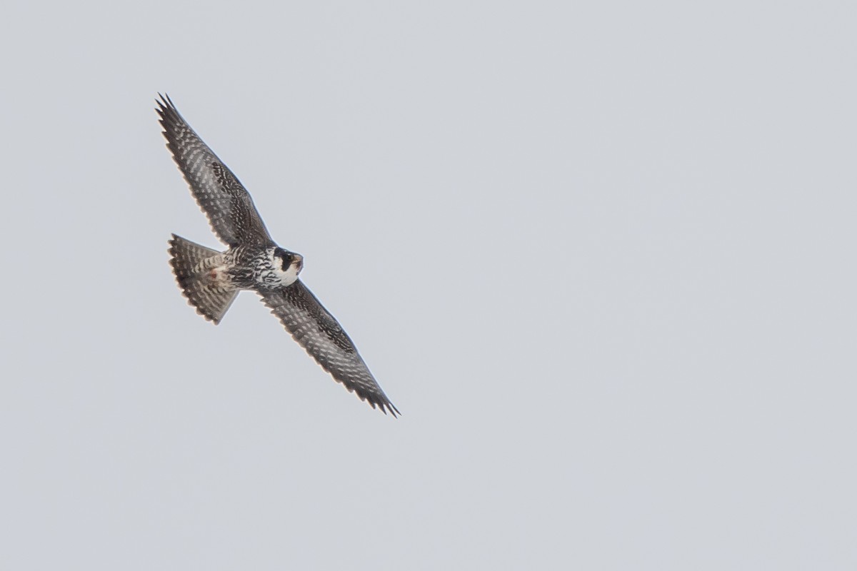 Эгэл шонхор - ML309450341