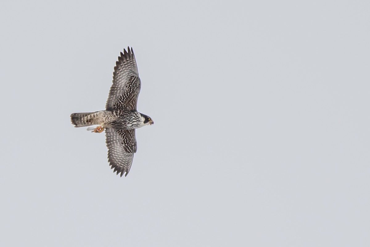 Эгэл шонхор - ML309450371