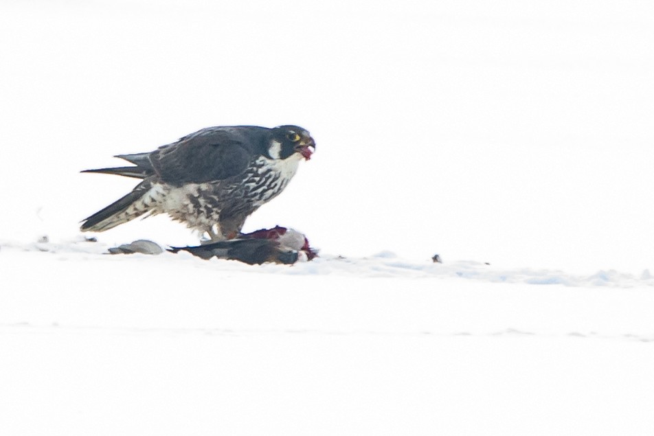 Эгэл шонхор - ML309450391