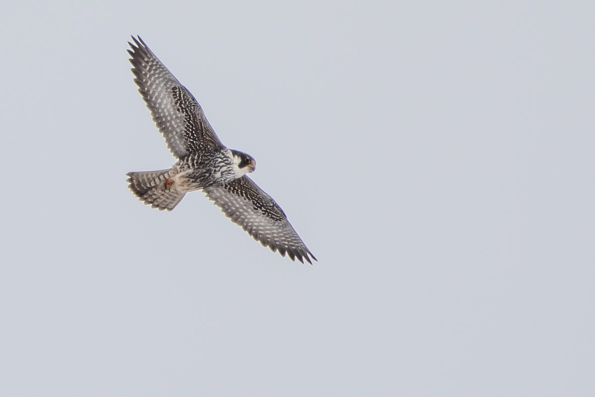 Halcón Peregrino - ML309450401