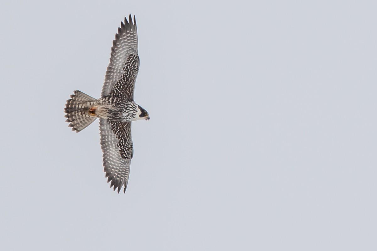 Эгэл шонхор - ML309450421