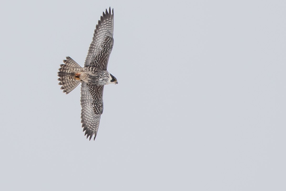 Эгэл шонхор - ML309450471