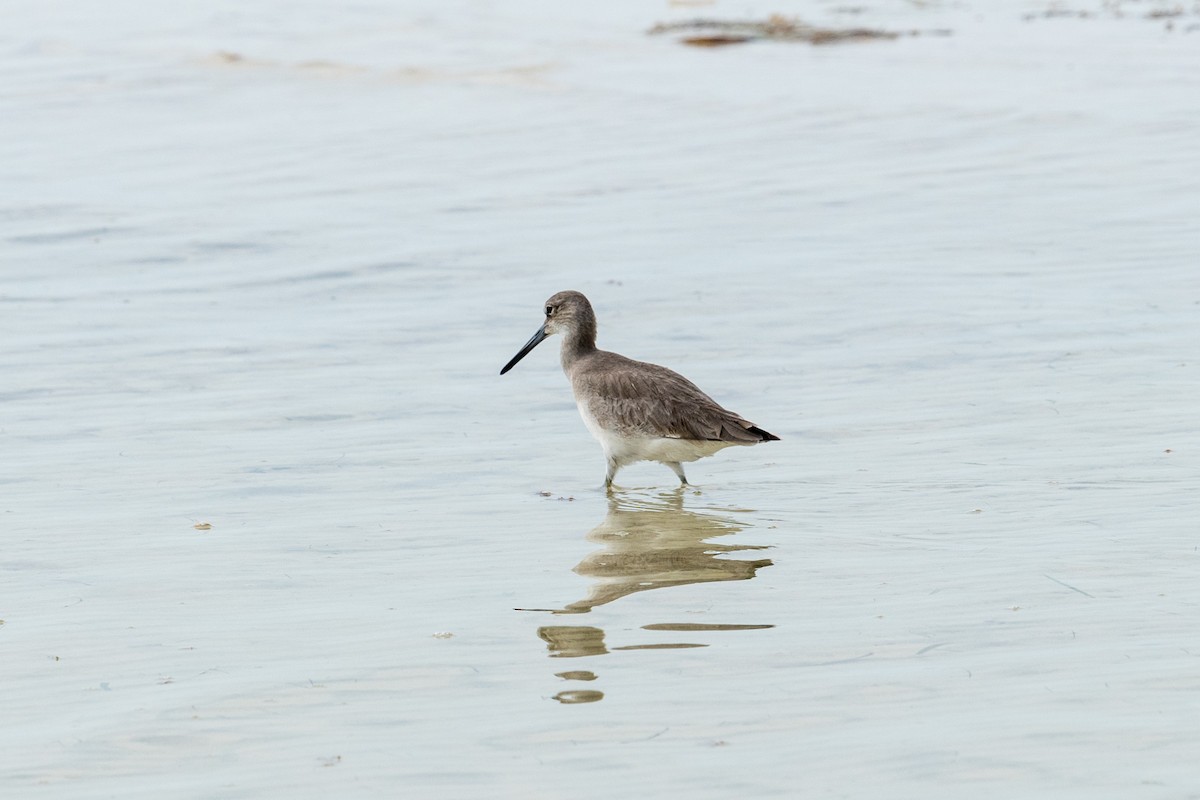 Willet - ML309451681