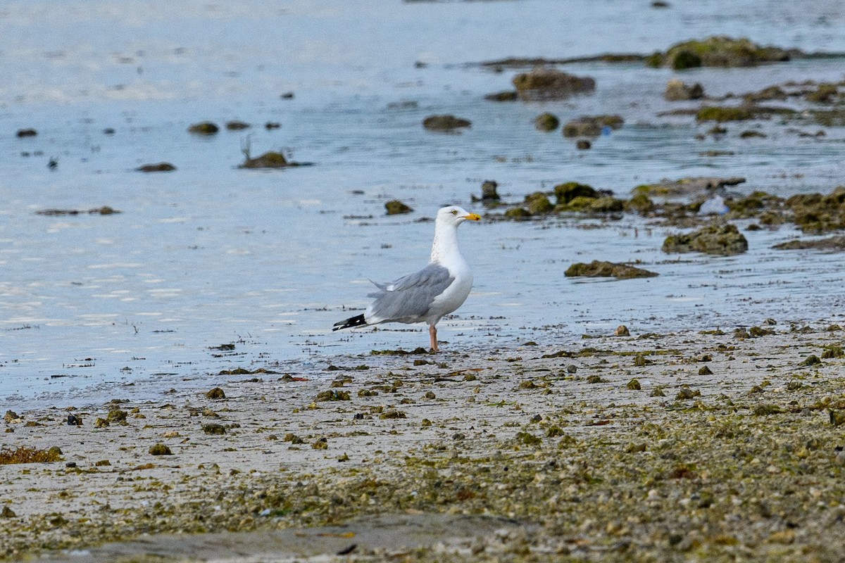 Herring Gull (American) - ML309451721