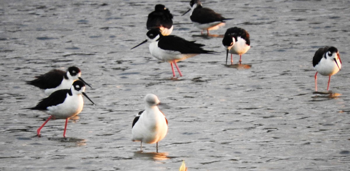 Avocette d'Amérique - ML309452211