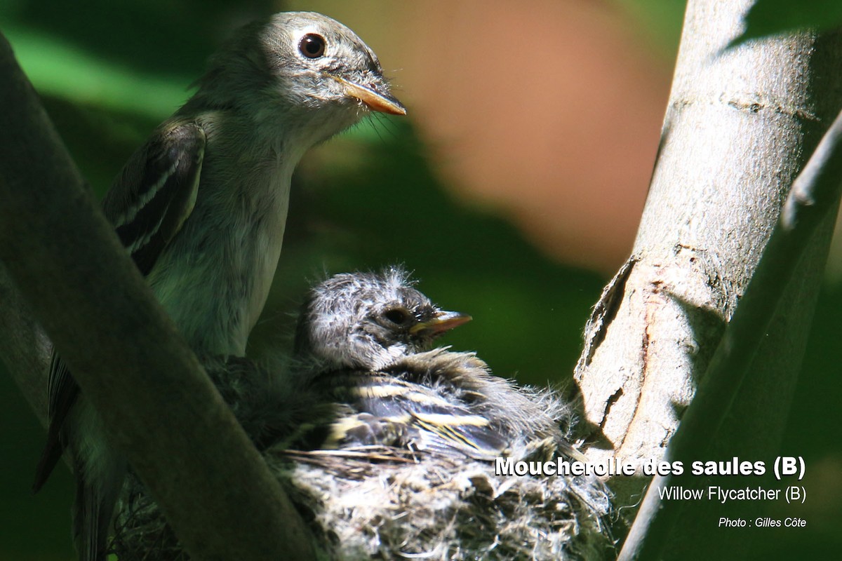Mosquero Saucero - ML309453111