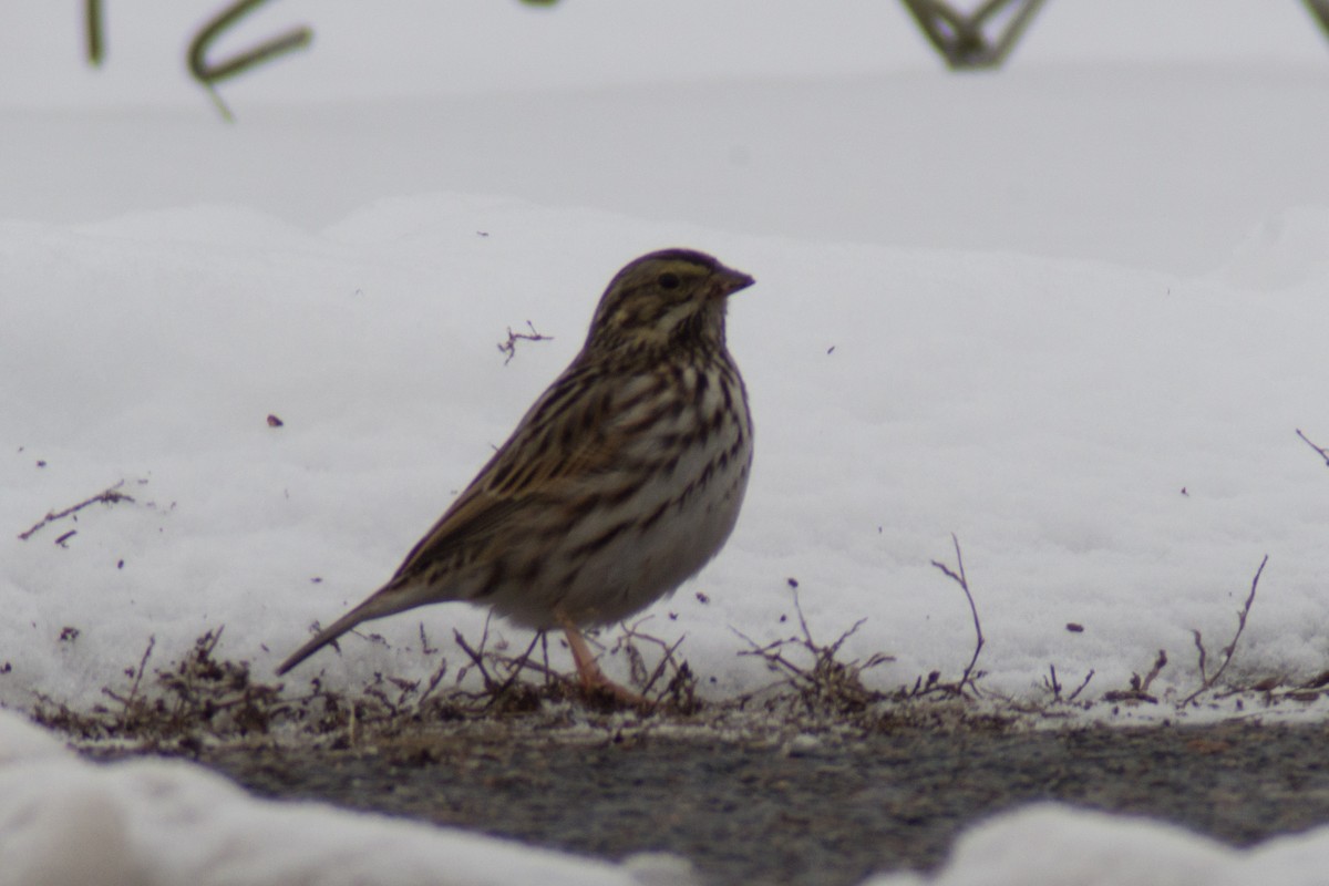 Savannah Sparrow - ML309453831