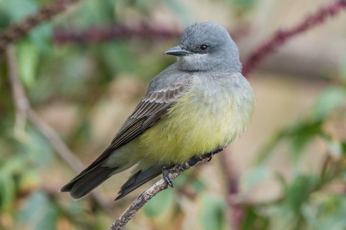 Cassin's Kingbird - ML309455321