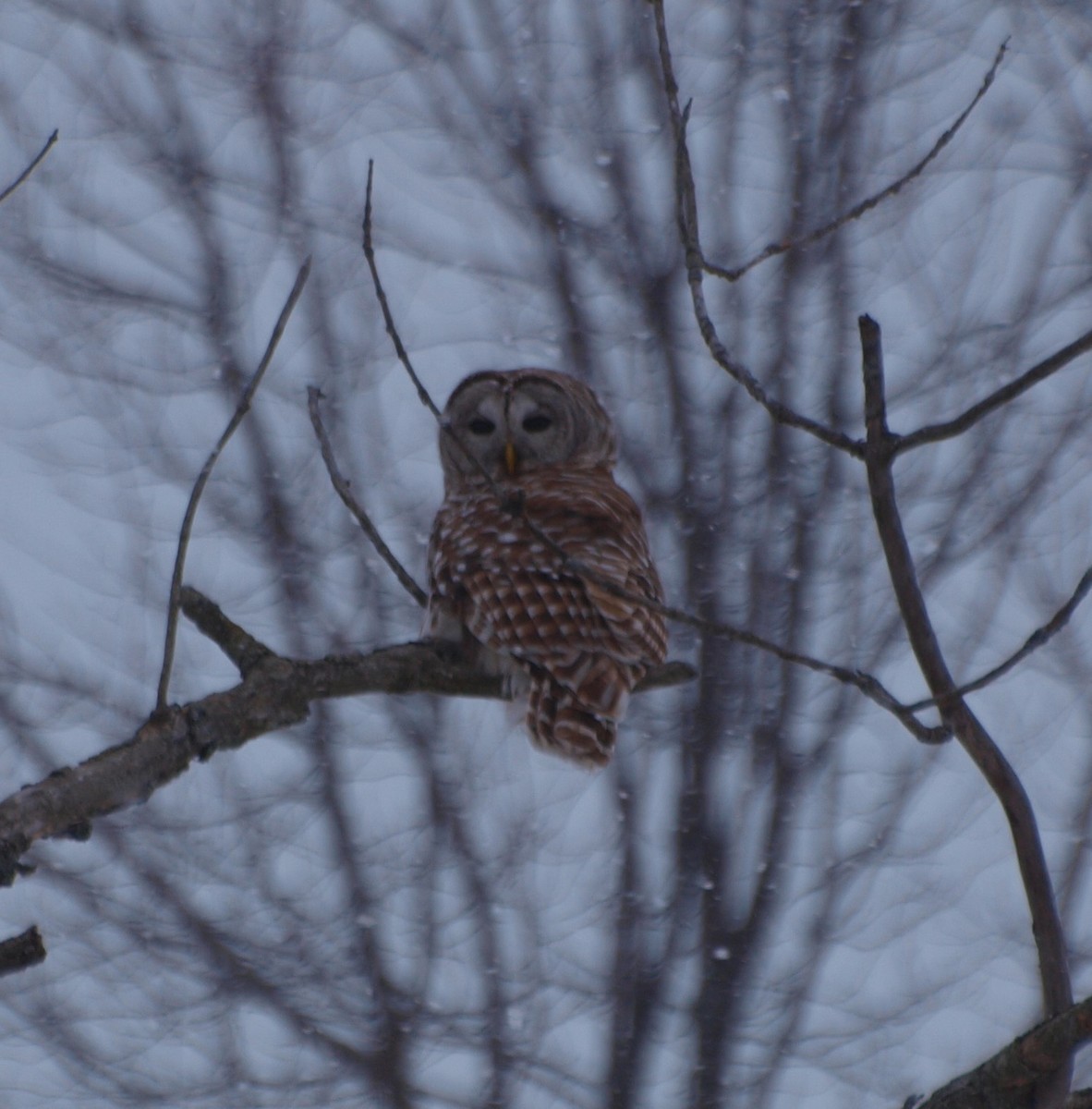 Barred Owl - ML309456581