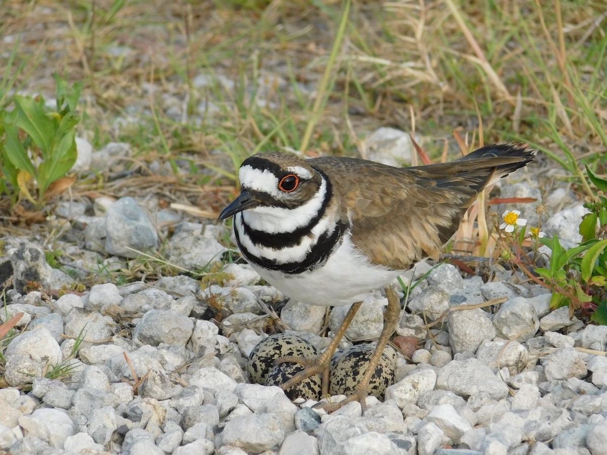 Killdeer - Margaret Anderson