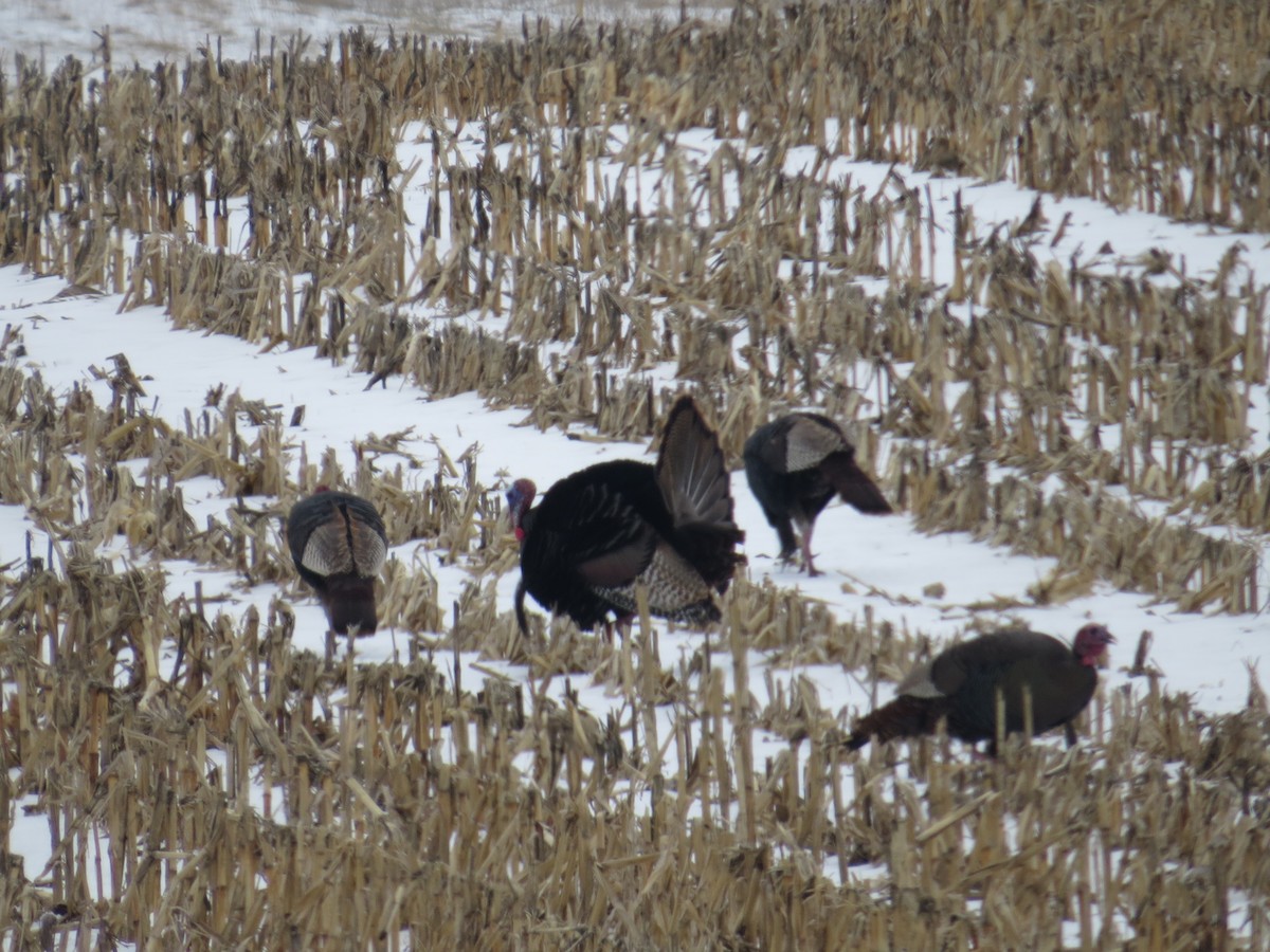 Wild Turkey - ML309456741