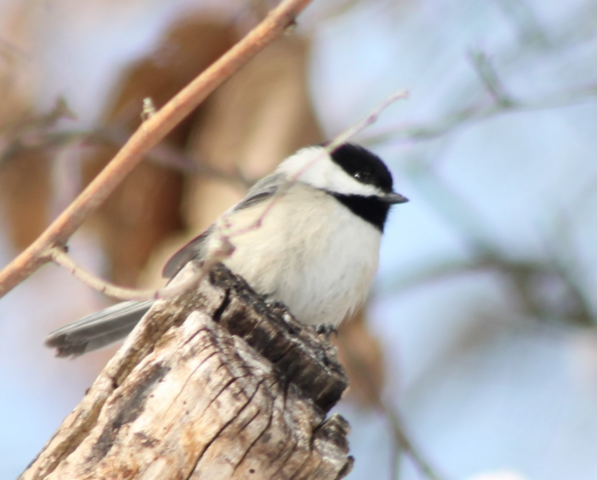 Black-capped Chickadee - ML309457501