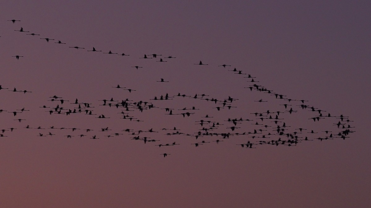 rosenflamingo - ML309458101