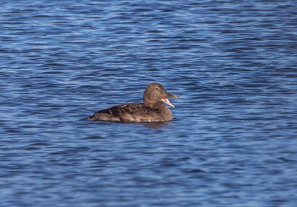 Common Eider - ML309458361