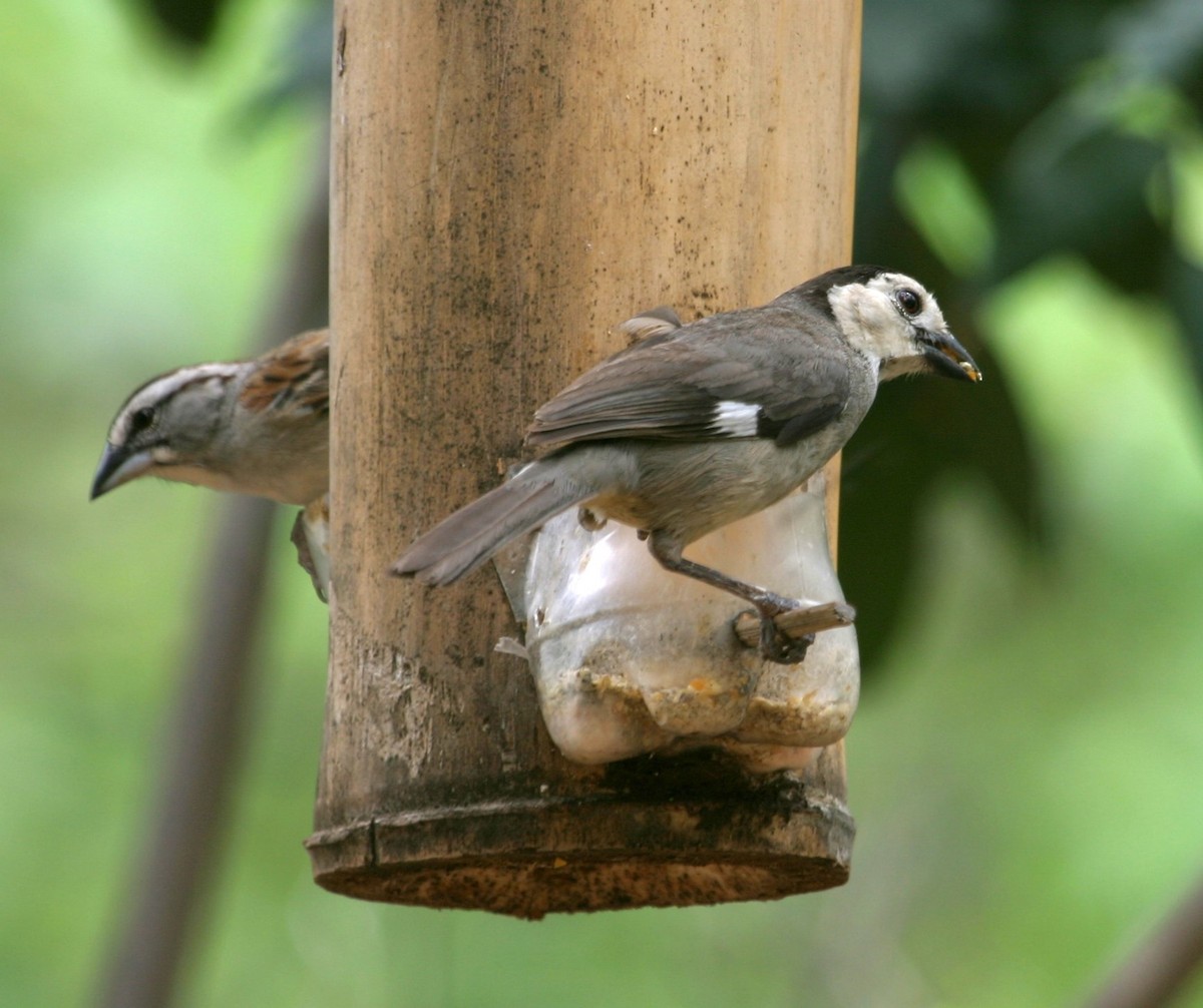 White-headed Brushfinch - ML309458721