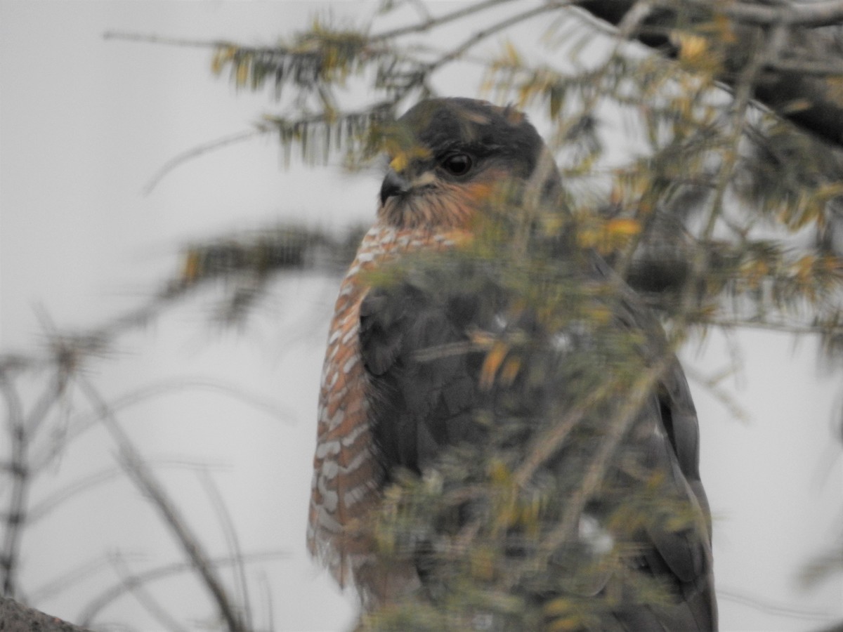 Sharp-shinned Hawk - ML309459591