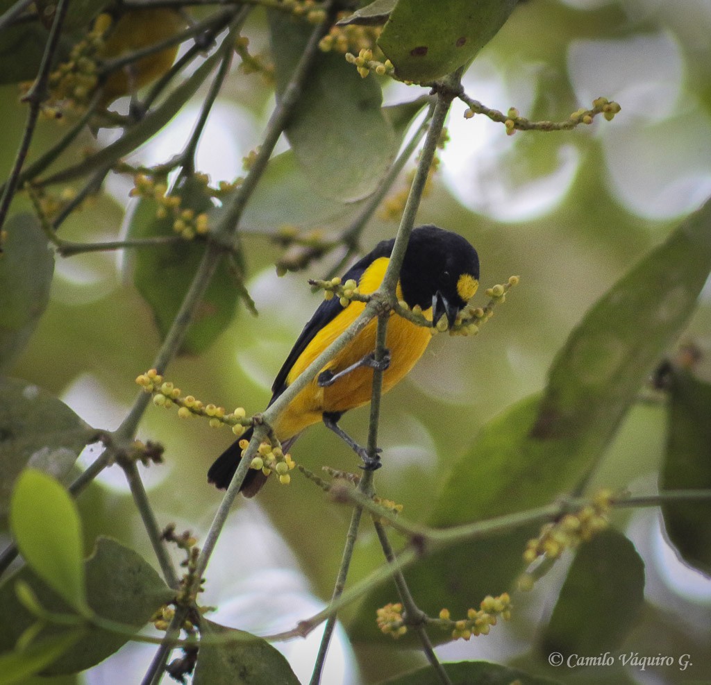 Velvet-fronted Euphonia - ML309460421