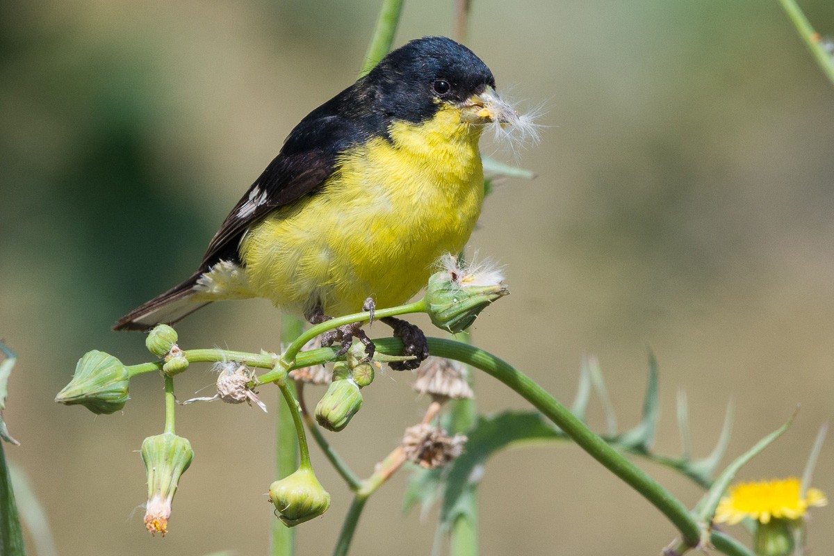 Lesser Goldfinch - ML309460611