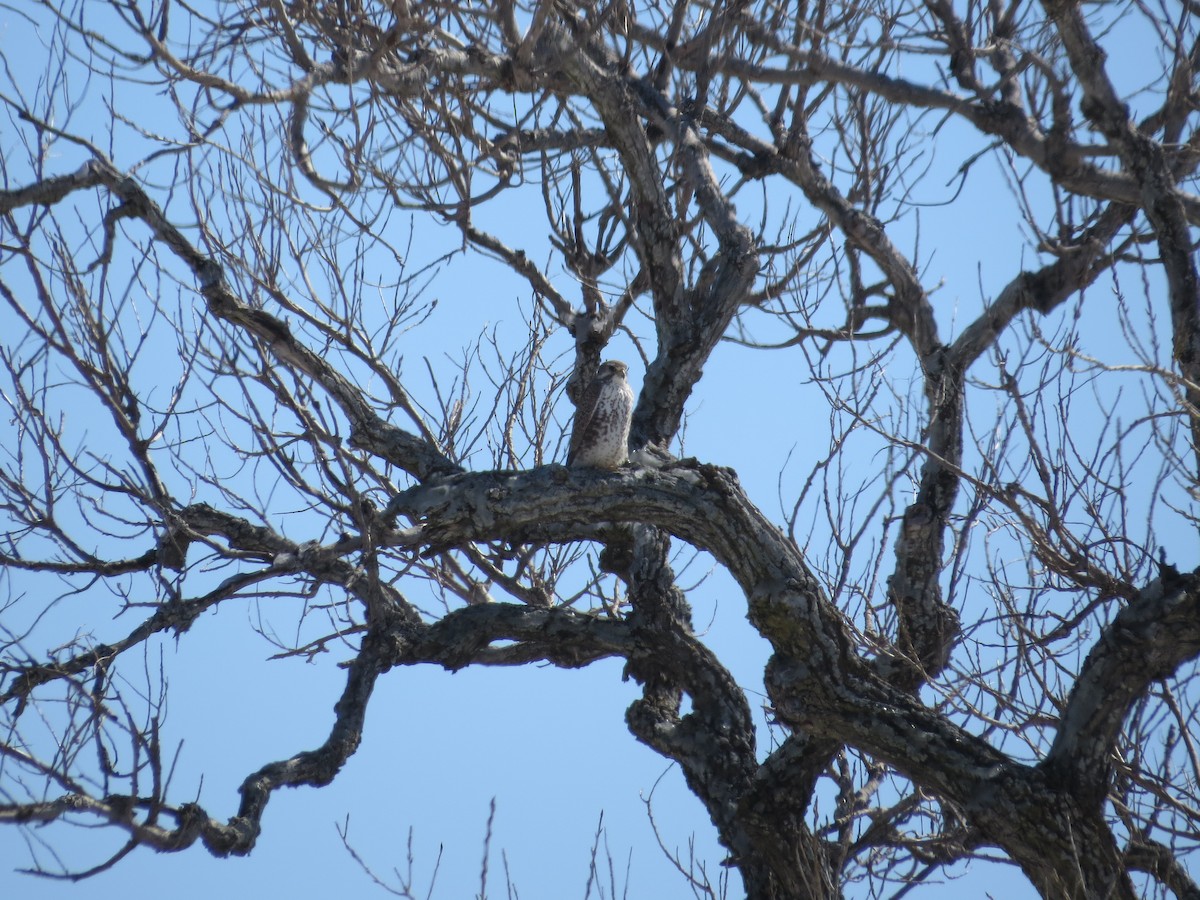 Prairie Falcon - ML309461611