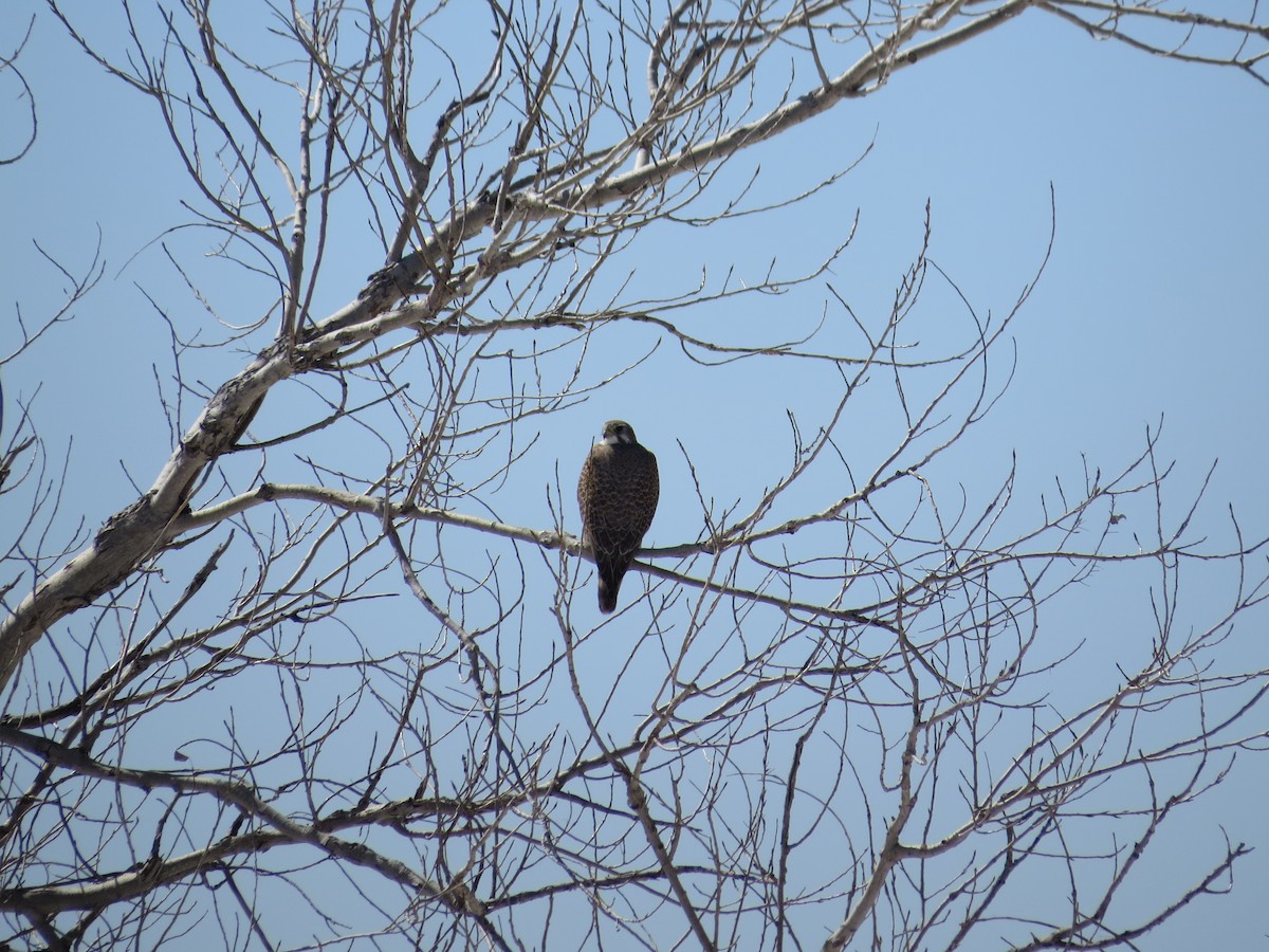 Prairie Falcon - Benjamin Becker