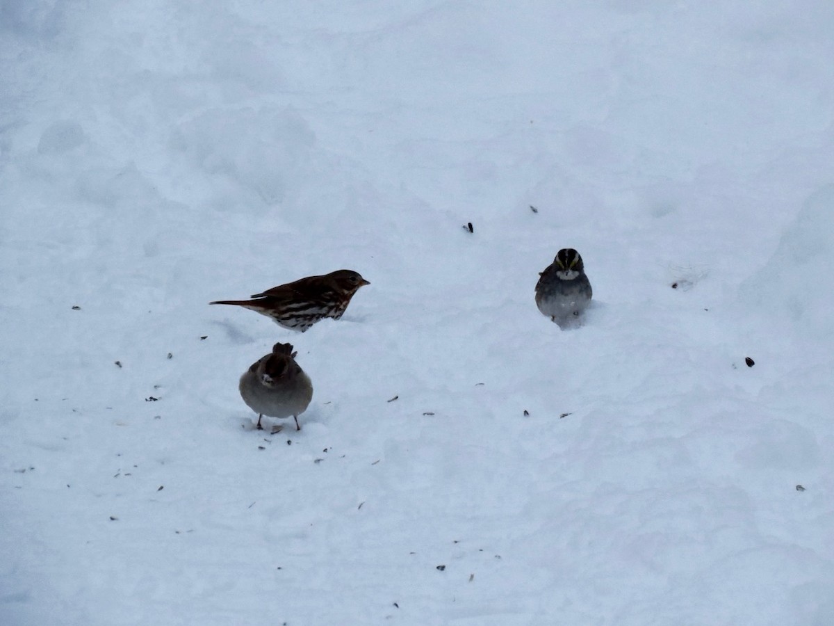 Fox Sparrow - ML309463421